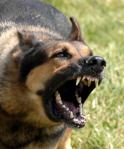 Oficinas Legales De Sharona Eslamboly Dog